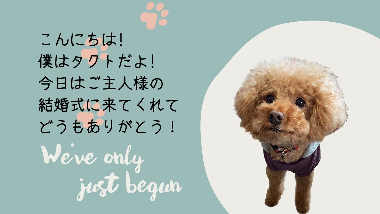 愛犬わんこオープニング