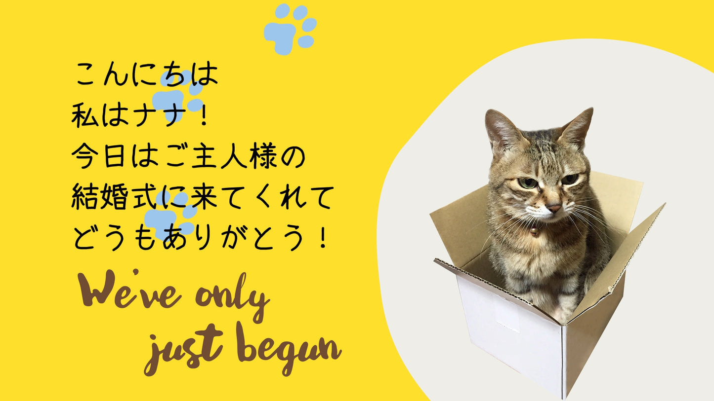 にゃんこオープニング